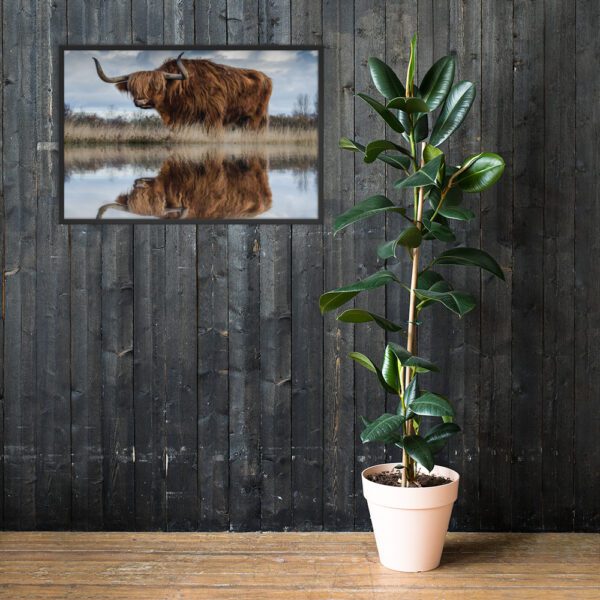 Water Buffalo Water Reflection Poster - Framed - Image 3